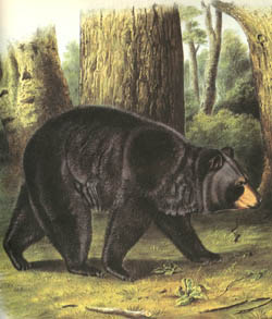 Black Bear